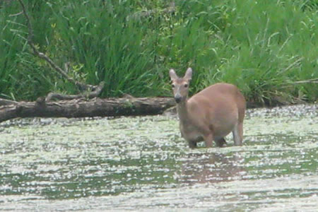 Radnor Lake, deer in the lake