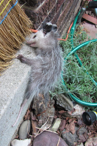 Baby Possum clinging to the porch