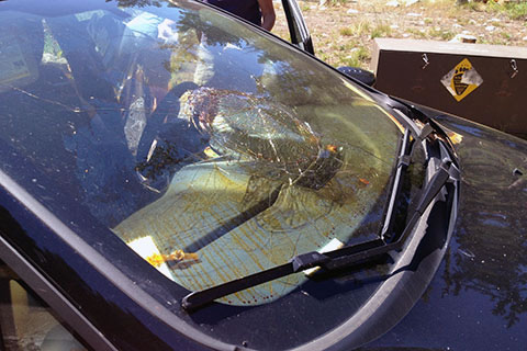 Windshield blown out by bear spray