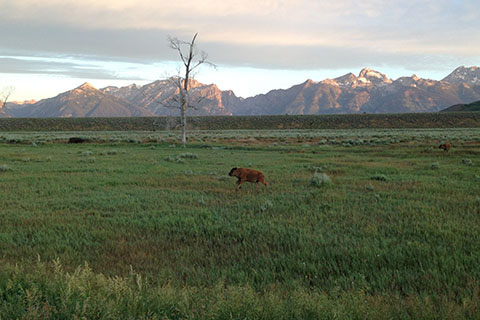 Young bison running after the herd in the Tetons