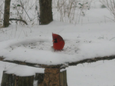 cardinal at Edwin Warner Park