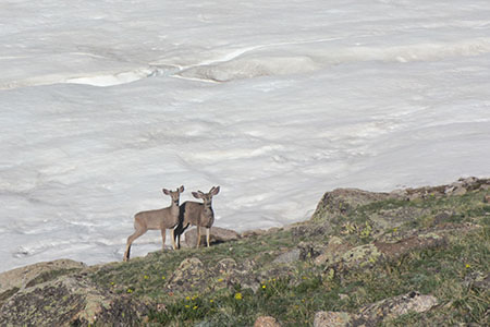 Two young deer near a snowfiled