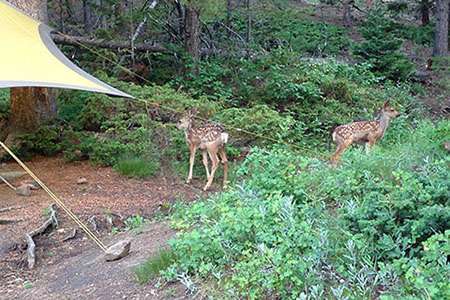 two small fawns near our campsite