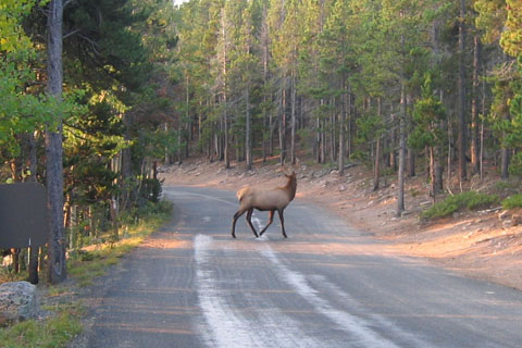 elk crossing a road