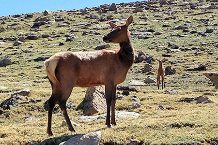 elk doe and her baby along Trail Ridge Road
