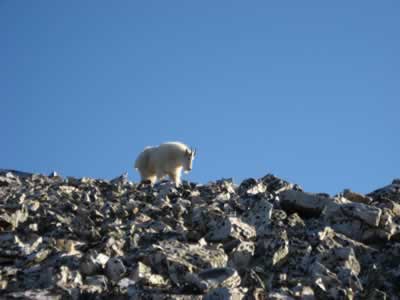 mountain goat on mount Quandry