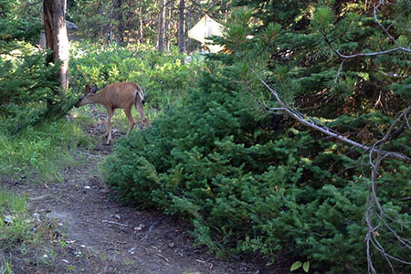 doe near our campsite at Jenny Lake Campground
