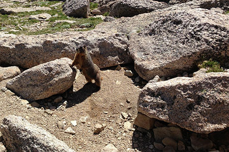 a marmot poising on a rock.