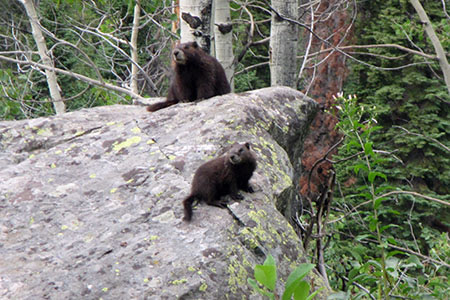 Youngster marmot sitting on a boulder below an adult.