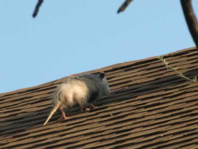 Opossum on the roof