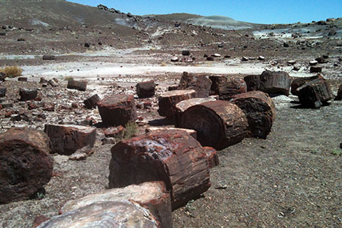 Petrified forest Logs