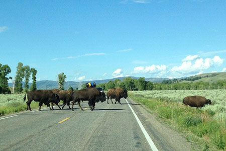bison crossing the road in the tetons