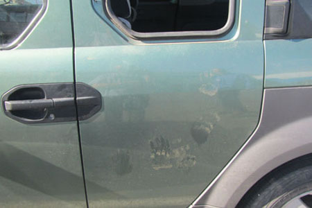 paw prints on the side of the vehicle