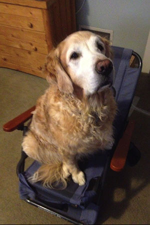 Jake, the big dog,  sitting in the Wilderness Recliner chair.