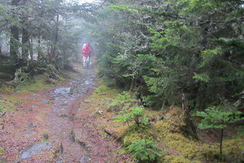 rainy trails on Mount LeConte