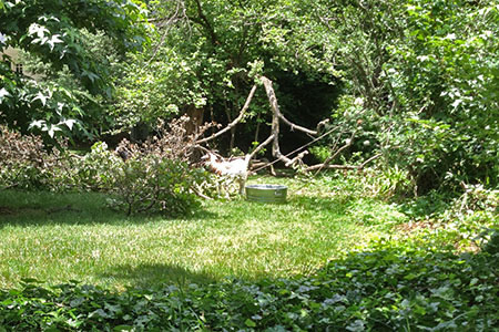 Goat eating leaves off a downed limb.