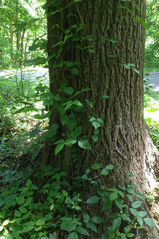 poison ivy clinging to a trailside tree