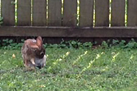 momma rabbit in the backyard