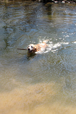 Jake swimming in the river