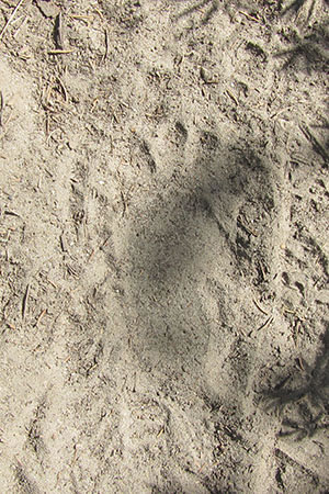 Bear cub print on the sandy path