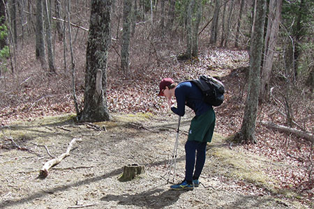 Nick inspecting bear scat on a stump