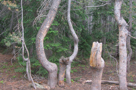 odd trees near Bierstadt Lake
