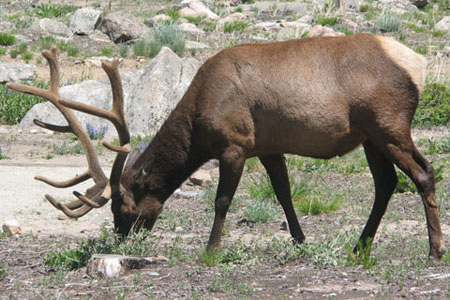 elk in the campground