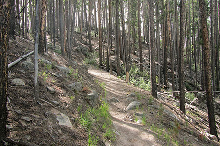 trail climbing through pines toward a ridge