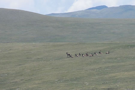A herd of elk resting in a high mountain meadow