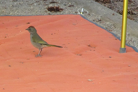 Green tailed towhee at camp