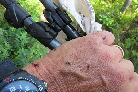 swatted mosqutioes on my hand