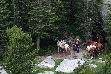Pack horses to the side of the trail