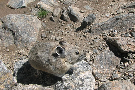 pika in the high mountains