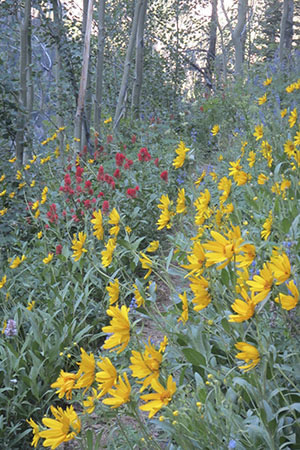 flowers along the trail