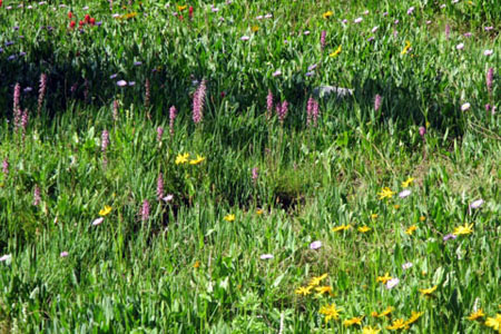 wildflowers along the Bluebird Lake Trail