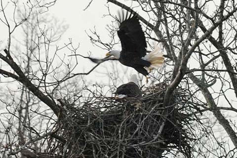 bald eagle's nest