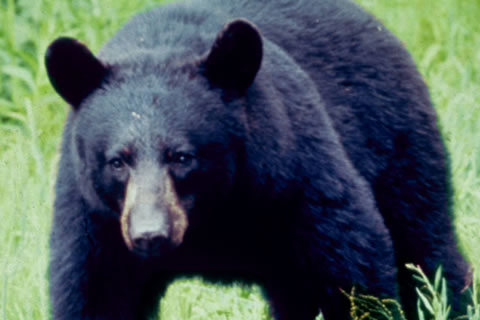 black bear, NPS photo
