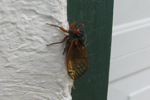 cicada on the garage