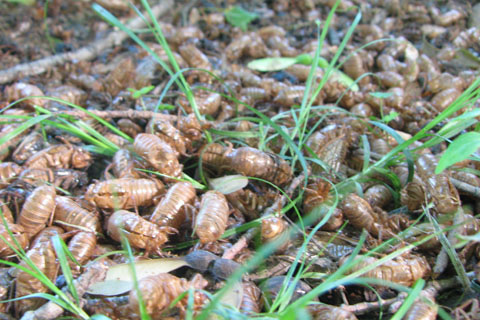 Cicada skins under a maple tree