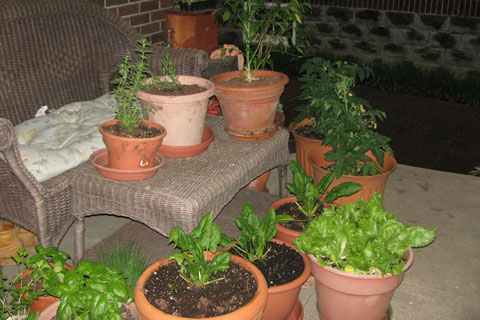 Garden in flower pots