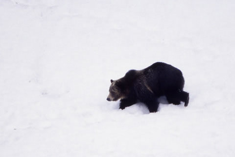 Grizzly in Snow (NPS Photo by 