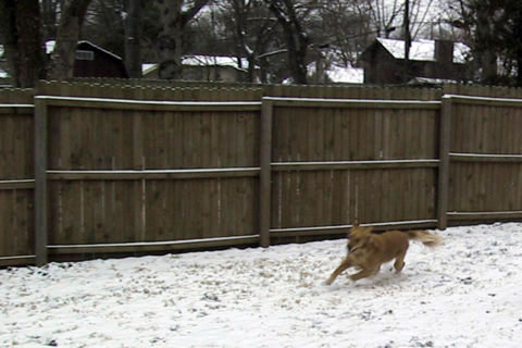 Jake chasing snow balls