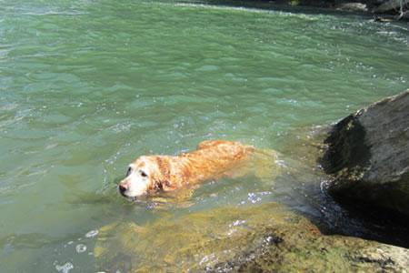 Jake swimming at the falls