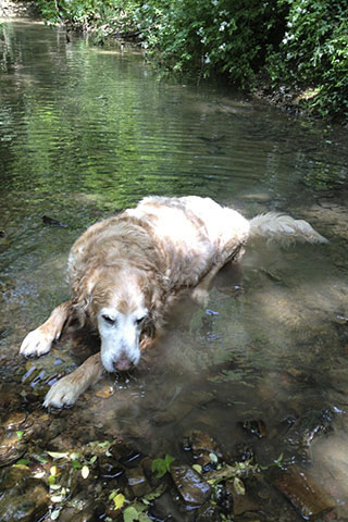 Jake cooling in Vaughn Creek