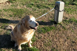 Jake at the dog post