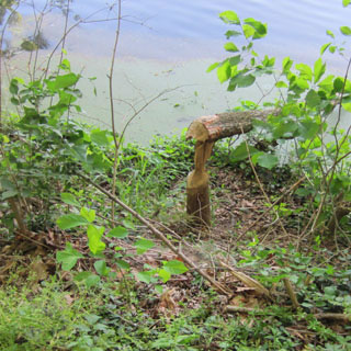 beaver's work at Radnor Lake