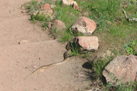 Snake on the trail