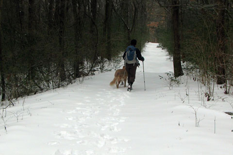 snowy trail in Edwin Warner Park