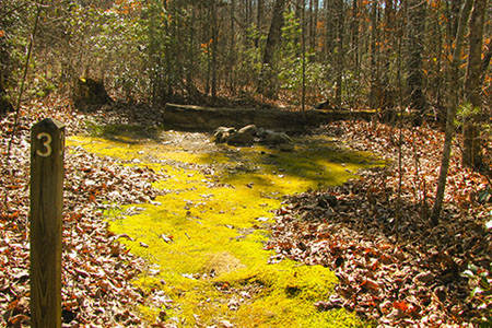Mossy site #3 at the Stage Road camping area